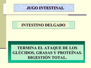 JUGO INTESTINAL
JUGO INTESTINAL
TERMINA EL ATAQUE DE LOS
TERMINA EL ATAQUE DE LOS
GLÚCIDOS, GRASAS Y PROTEÍNAS.
GLÚCIDOS, GRASAS Y PROTEÍNAS.
DIGESTIÓN TOTAL.
DIGESTIÓN TOTAL.
INTESTINO DELGADO
INTESTINO DELGADO
 