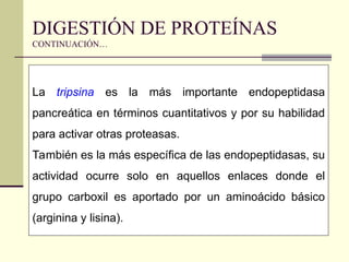 La tripsina es la más importante endopeptidasa
pancreática en términos cuantitativos y por su habilidad
para activar otras proteasas.
También es la más específica de las endopeptidasas, su
actividad ocurre solo en aquellos enlaces donde el
grupo carboxil es aportado por un aminoácido básico
(arginina y lisina).
DIGESTIÓN DE PROTEÍNAS
CONTINUACIÓN…
 