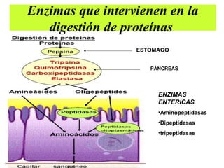 Enzimas que intervienen en la
digestión de proteínas
ENZIMAS
ENTERICAS
•Aminopeptidasas
•Dipeptidasas
•tripeptidasas
PÁNCREAS
ESTOMAGO
 