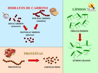 DISACÁRIDOS
(azúcares)
POLISACÁRIDOS
(almidón)
MONOSACÁRIDOS
(glucosa)
PROTEÍNAS AMINOÁCIDOS
TRIGLICÉRIDOS
ÁCIDOS GRASOS
HIDRATOS DE CARBONO
PROTEÍNAS
LÍPIDOS
 