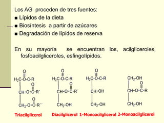 Los AG proceden de tres fuentes:
■ Lípidos de la dieta
■ Biosíntesis a partir de azúcares
■ Degradación de lípidos de reserva
En su mayoría se encuentran los, acilgliceroles,
fosfoacilgliceroles, esfingolípidos.
 