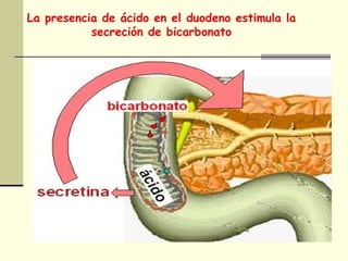 La presencia de ácido en el duodeno estimula la
secreción de bicarbonato
 