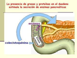 La presencia de grasas y proteínas en el duodeno
estimula la secreción de enzimas pancreáticas
 