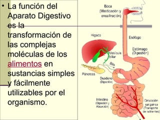 • La función del
Aparato Digestivo
es la
transformación de
las complejas
moléculas de los
alimentos en
sustancias simples
y fácilmente
utilizables por el
organismo.
 