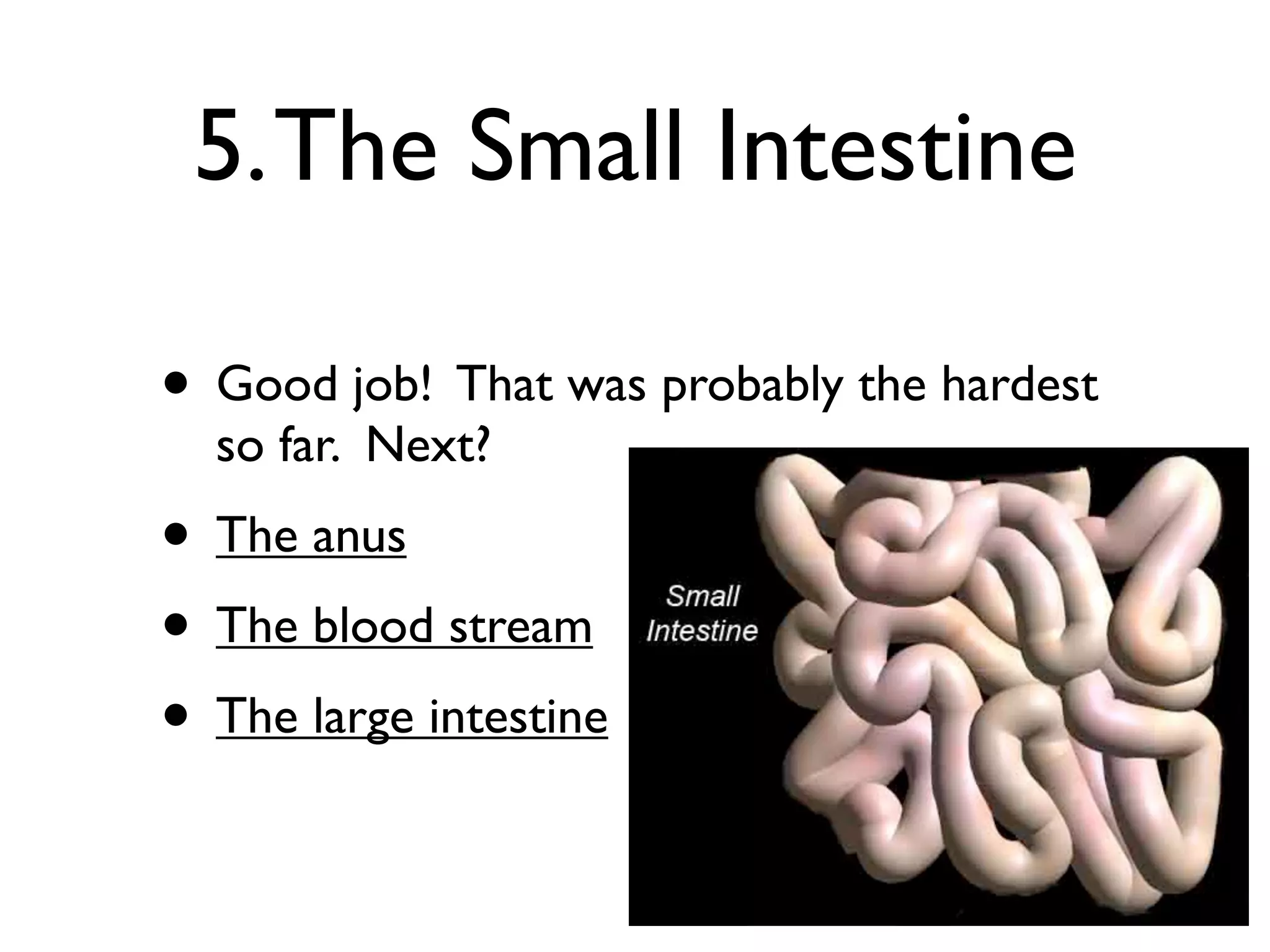 5. The Small Intestine

• Good job! That was probably the hardest
  so far. Next?
• The anus
• The blood stream
• The large intestine
 