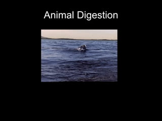 Animal Digestion 