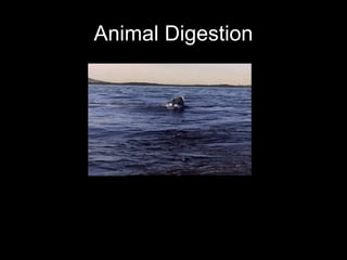 Animal Digestion
 