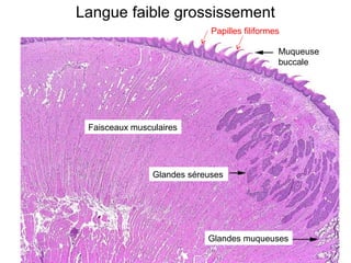 Langue faible grossissement
                             Papilles filiformes

                                               Muqueuse
                                               buccale




 Faisceaux musculaires




                Glandes séreuses




                            Glandes muqueuses
 