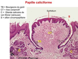 Papille caliciforme
TB = Bourgeons du goût
CT = Axe conjonctif                      Epithélium
C = Glande salivaire de
von Ebner (séreuse)
S = sillon circompapillaire                           S




                                          CT


                                  TB


                   C                                      C
 