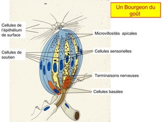 Un Bourgeon du
                                goût

Cellules de
l’épithélium
de surface     Microvillosités apicales



Cellules de    Cellules sensorielles
soutien



               Terminaisons nerveuses


               Cellules basales
 