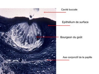 Cavité buccale




 Epithélium de surface




Bourgeon du goût




 Axe conjonctif de la papille
 
