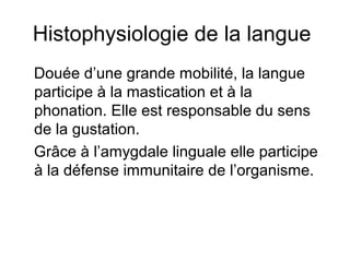 Histophysiologie de la langue
Douée d’une grande mobilité, la langue
participe à la mastication et à la
phonation. Elle est responsable du sens
de la gustation.
Grâce à l’amygdale linguale elle participe
à la défense immunitaire de l’organisme.
 
