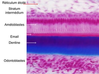 Réticulum étoilé
     Stratum
  intermédium


 Améloblastes


     Email
    Dentine




 Odontoblastes
 
