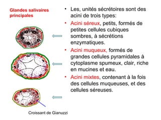 Glandes salivaires         • Les, unités sécrétoires sont des
principales                  acini de trois types:
                           • Acini séreux, petits, formés de
                             petites cellules cubiques
                             sombres, à sécrétions
                             enzymatiques.
                           • Acini muqueux, formés de
                             grandes cellules pyramidales à
                             cytoplasme spumeux, clair, riche
                             en mucines et eau.
                           • Acini mixtes, contenant à la fois
                             des cellules muqueuses, et des
                             cellules séreuses.



        Croissant de Gianuzzi
 