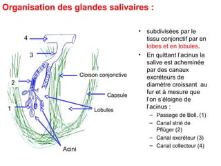 Organisation des glandes salivaires :

                                               • subdivisées par le
         4                                       tissu conjonctif par en
                                                 lobes et en lobules.
             3                                 • En quittant l’acinus la
                                                 salive est acheminée
                                                 par des canaux
                         Cloison conjonctive     excréteurs de
     2                                           diamètre croissant au
                                    Capsule
                                                 fur et à mesure que
                                                 l’on s’éloigne de
 1                            Lobules
                                                 l’acinus :
                                                   – Passage de Boll, (1)
                                                   – Canal strié de
                                                     Pflüger (2)
                                                   – Canal excréteur (3)
                                                   – Canal collecteur (4)
                 Acini
 