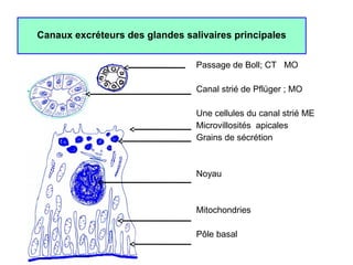 Canaux excréteurs des glandes salivaires principales


                                 Passage de Boll; CT MO

                                 Canal strié de Pflüger ; MO

                                 Une cellules du canal strié ME
                                 Microvillosités apicales
                                 Grains de sécrétion



                                 Noyau



                                 Mitochondries

                                 Pôle basal
 