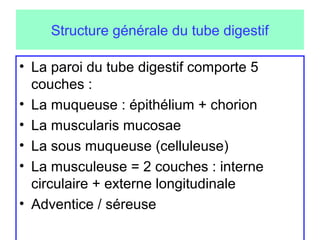 Structure générale du tube digestif

• La paroi du tube digestif comporte 5
  couches :
• La muqueuse : épithélium + chorion
• La muscularis mucosae
• La sous muqueuse (celluleuse)
• La musculeuse = 2 couches : interne
  circulaire + externe longitudinale
• Adventice / séreuse
 