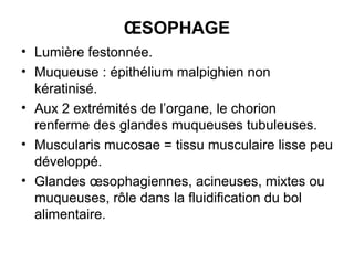 ŒSOPHAGE
• Lumière festonnée.
• Muqueuse : épithélium malpighien non
  kératinisé.
• Aux 2 extrémités de l’organe, le chorion
  renferme des glandes muqueuses tubuleuses.
• Muscularis mucosae = tissu musculaire lisse peu
  développé.
• Glandes œsophagiennes, acineuses, mixtes ou
  muqueuses, rôle dans la fluidification du bol
  alimentaire.
 