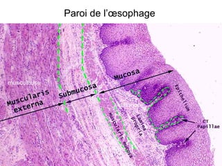 Paroi de l’œsophage




musculeuse


                        chorion
 