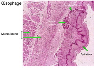 Œsophage                Canal excréteur




             Glande
             muqueuse



Musculeuse




                                          Epithélium
 
