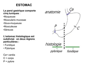 ESTOMAC
La paroi gastrique comporte
cinq tuniques :
•Muqueuse
•Muscularis mucosae
•Sous-muqueuse
•Musculeuse
•Séreuse

L’estomac histologique est
subdivisé en deux régions
particulières :
• Fundique
• Pylorique

Ca= cardia
C = corps
P = pylore
 