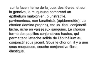 sur la face interne de la joue, des lèvres, et sur
la gencive, la muqueuse comprend un
épithélium malpighien, pluristratifié,
pavimenteux, non kératinisé, (épidermoïde). Le
chorion (lamina propria), est un tissu conjonctif
lâche, riche en vaisseaux sanguins. Le chorion
forme des papilles conjonctives hautes, qui
permettent l’attache solide de l’épithélium au
conjonctif sous jacent. Sous le chorion, il y a une
sous-muqueuse, couche conjonctive fibro-
élastique.
 