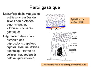 Paroi gastrique
La surface de la muqueuse
   est lisse, creusées de
                                                           Epithélium de
   sillons peu profonds,                                   surface MO
   déterminant les
   « lobules » ou aires
   gastriques.
L’épithélium de surface
   présente des
   dépressions appelées
   cryptes. Il est unistratifié
   prismatique formé de
   cellules muqueuses à
   pôle muqueux fermé.

                                  Cellule à mucus à pôle muqueux fermé ME
 