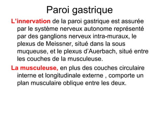 Paroi gastrique
L’innervation de la paroi gastrique est assurée
  par le système nerveux autonome représenté
  par des ganglions nerveux intra-muraux, le
  plexus de Meissner, situé dans la sous
  muqueuse, et le plexus d’Auerbach, situé entre
  les couches de la musculeuse.
La musculeuse, en plus des couches circulaire
  interne et longitudinale externe , comporte un
  plan musculaire oblique entre les deux.
 