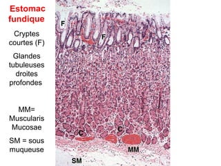 Estomac
fundique
 Cryptes
courtes (F)
 Glandes
tubuleuses
  droites
profondes


  MM=
Muscularis
Mucosae
SM = sous
muqueuse
 
