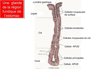 Lumière gastrique
Une glande
 Une glande
de la région
 de la région
fundique de
 fundique de    crypte
                                       Cellules muqueuses
                                       de surface
  l’estomac
   l’estomac


                                       Cellules bordantes

                         Col

                                      Cellules muqueuses du col


                                       Cellule APUD




                                      Cellules principales
                   Fond
                                      Cellule APUD
 
