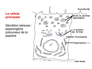 La cellule
principale

Sécrétion séreuse :
pepsinogène
précurseur de la
pepsine
 
