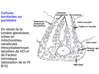 Cellules
bordantes ou
pariétales

En retrait de la
lumière glandulaire,
riches en
mitochondries,
canalicules
intracytoplasmique,
sécrétion de HCl et
de Facteur
intrinsèque
(absorption de la Vit
B12)
 