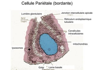 Cellule Pariétale (bordante)

       Lumière glandulaire              Jonction intercellulaire apicale

                                            Réticulum endoplasmique
                                            tubulaire


                                               Canalicules
                                               intracellulaires



                                                    mitochondries
lysosomes




                      Golgi   Lame basale
 