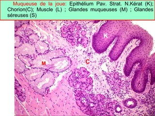 Muqueuse de la joue: Epithélium Pav. Strat. N.Kérat (K);
Chorion(C); Muscle (L) ; Glandes muqueuses (M) ; Glandes
séreuses (S)



                                      K



               M               C




           L                 S
 