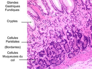 Glandes
 Gastriques
 Fundiques


  Cryptes




  Cellules
 Pariétales
 (Bordantes)
  Cellules
Muqueuses du
    col
 