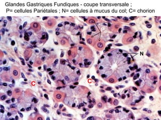 Glandes Gastriques Fundiques - coupe transversale ;
P= cellules Pariétales ; N= cellules à mucus du col; C= chorion


                                        P



                                                        N




          C                       C
 