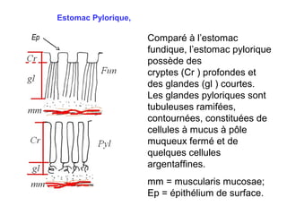 Estomac Pylorique,

Ep                        Comparé à l’estomac
                          fundique, l’estomac pylorique
                          possède des
                          cryptes (Cr ) profondes et
                          des glandes (gl ) courtes.
                          Les glandes pyloriques sont
                          tubuleuses ramifées,
                          contournées, constituées de
                          cellules à mucus à pôle
                          muqueux fermé et de
                          quelques cellules
                          argentaffines.
                          mm = muscularis mucosae;
                          Ep = épithélium de surface.
 