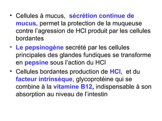 • Cellules à mucus, sécrétion continue de
  mucus, permet la protection de la muqueuse
  contre l’agression de HCl produit par les cellules
  bordantes
• Le pepsinogène secrété par les cellules
  principales des glandes fundiques se transforme
  en pepsine sous l’action du HCl
• Cellules bordantes production de HCl, et du
  facteur intrinsèque, glycoprotéine qui se
  combine à la vitamine B12, indispensable à son
  absorption au niveau de l’intestin
 
