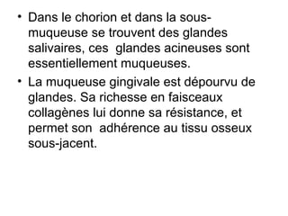 • Dans le chorion et dans la sous-
  muqueuse se trouvent des glandes
  salivaires, ces glandes acineuses sont
  essentiellement muqueuses.
• La muqueuse gingivale est dépourvu de
  glandes. Sa richesse en faisceaux
  collagènes lui donne sa résistance, et
  permet son adhérence au tissu osseux
  sous-jacent.
 