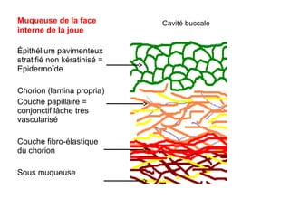 Muqueuse de la face          Cavité buccale
interne de la joue

Épithélium pavimenteux
stratifié non kératinisé =
Epidermoïde

Chorion (lamina propria)
Couche papillaire =
conjonctif lâche très
vascularisé

Couche fibro-élastique
du chorion

Sous muqueuse
 