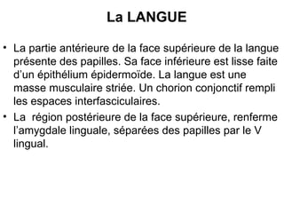 La LANGUE

• La partie antérieure de la face supérieure de la langue
  présente des papilles. Sa face inférieure est lisse faite
  d’un épithélium épidermoïde. La langue est une
  masse musculaire striée. Un chorion conjonctif rempli
  les espaces interfasciculaires.
• La région postérieure de la face supérieure, renferme
  l’amygdale linguale, séparées des papilles par le V
  lingual.
 