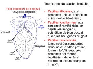Trois sortes de papilles linguales:
     Face supérieure de la langue
         Amygdales linguales        • Papilles filiformes, axe
                                      conjonctif unique, épithélium
                                      épidermoïde kératinisé ;
                                    • Papilles fongiformes , axe
                                      conjonctif ramifié riche en
                                      capillaires sanguins,
V lingual                             épithélium de type buccal;
                                      quelques bourgeons du goût.
                                    • Papilles caliciformes,
                                      (circomvallées) entourées
                                      chacune d’un sillon profond;
                                      forment le V lingual, axe
                                      conjonctif est ramifié,
                                      l’épithélium de surface
                                      referme plusieurs bourgeons
                                      du goût.
 