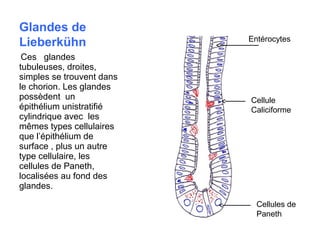 Glandes de
                           Entérocytes
Lieberkühn
 Ces glandes
tubuleuses, droites,
simples se trouvent dans
le chorion. Les glandes
possèdent un               Cellule
épithélium unistratifié    Caliciforme
cylindrique avec les
mêmes types cellulaires
que l’épithélium de
surface , plus un autre
type cellulaire, les
cellules de Paneth,
localisées au fond des
glandes.

                             Cellules de
                             Paneth
 