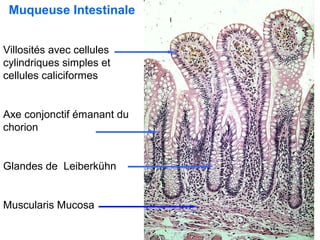Muqueuse Intestinale


Villosités avec cellules
cylindriques simples et
cellules caliciformes


Axe conjonctif émanant du
chorion


Glandes de Leiberkühn


Muscularis Mucosa
 