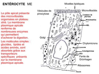 ENTÉROCYTE ME                           Micelles lipidiques

                          Vésicules de                   Microvillosités
Le pôle apical présente   pinocytose
des microvillosités
organisées en plateau
strié. La membrane
plasmique apicale
renferme de
nombreuses enzymes
qui permettent
d’achever la digestion.     Golgi
Les molécules simples :
glucides, lipides et                                      Chylomicrons
acides aminés, sont
absorbés grâce aux
transporteurs
spécifiques présents                                   Fente de
sur la membrane                                        Grünhagen
plasmique apicale.
                                                     Ribosomes
 