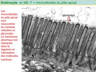 Entérocyte en ME; F = microvillosités du pôle apical

Les
microvillosités                           glycocalyx
du pôle apical
sont
recouvertes
du manteau
cellulaire ou
glycocalyx .
La membrane
plasmique est
impliquéé
dans la
digestion et
l’absorption
des molécules
nutritives.
 