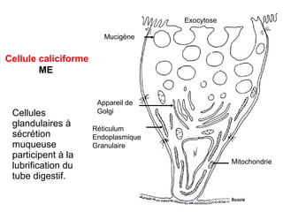 Exocytose

                         Mucigène


Cellule caliciforme
        ME


                       Appareil de
 Cellules              Golgi
 glandulaires à       Réticulum
 sécrétion            Endoplasmique
 muqueuse             Granulaire
 participent à la
                                                  Mitochondrie
 lubrification du
 tube digestif.
 