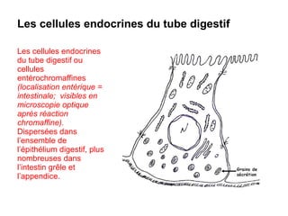 Les cellules endocrines du tube digestif

Les cellules endocrines
du tube digestif ou
cellules
entérochromaffines
(localisation entérique =
intestinale; visibles en
microscopie optique
après réaction
chromaffine).
Dispersées dans
l’ensemble de
l’épithélium digestif, plus
nombreuses dans
l’intestin grêle et
l’appendice.
 