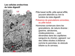 Les cellules endocrines
du tube digestif

                          Pôle basal renflé, pôle apical effilé,
                             pouvant atteindre ou non la
                             lumière du tube digestif.
                          Présence de granulations arrondies,
                             au pôle basal.
                          Hormones contenues dans les
                             granulations, de nature diverse :
                             gastrine, sérotonine,
                             cholécystokinine…, sont
                             déversées dans les capillaires
                             sanguins du chorion, agissent sur
                             des cibles situées à distance
                             comme le pancréas, la vésicule
                             biliaire ou le cerveau.
 