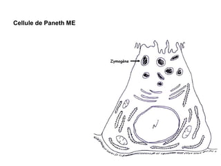 Cellule de Paneth ME
 
